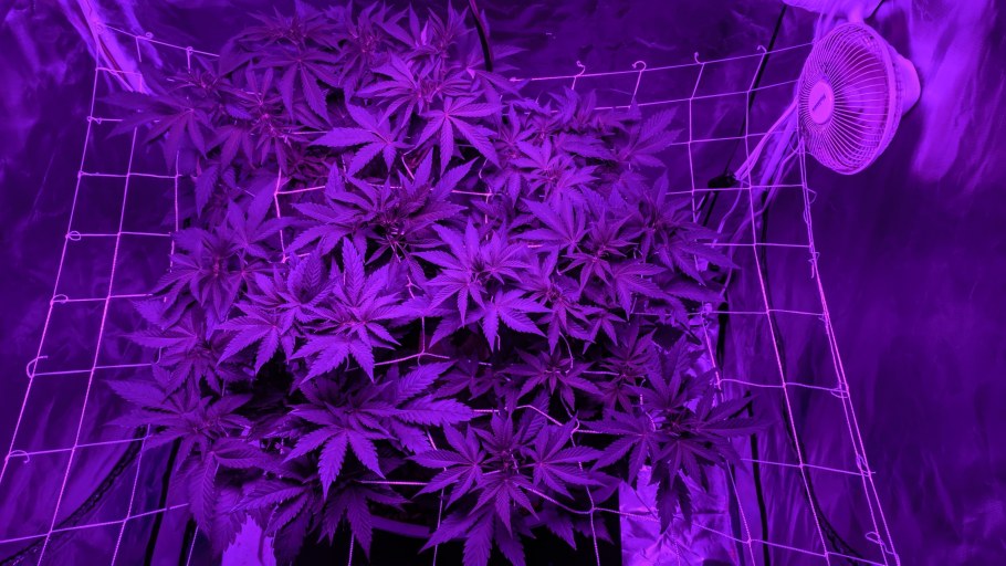 Фиолетовая Эстетика