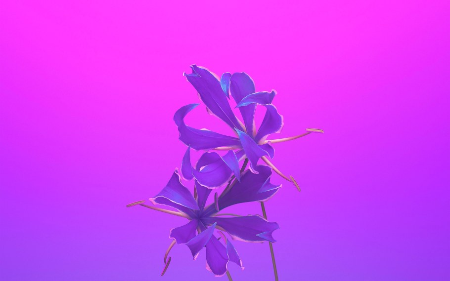 Фиолетовые обои