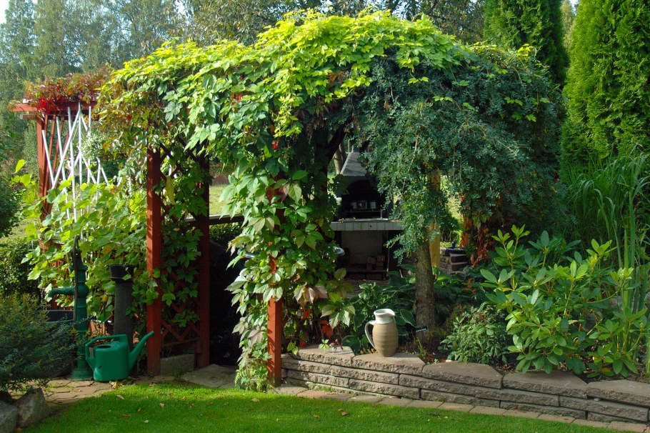 Плющ на перголе