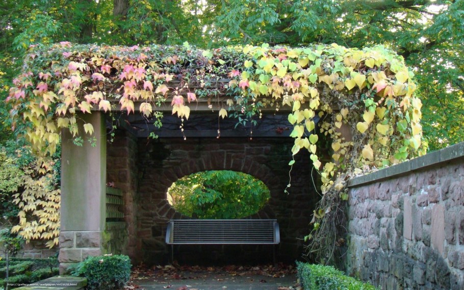 Беседка увитая девичьим виноградом