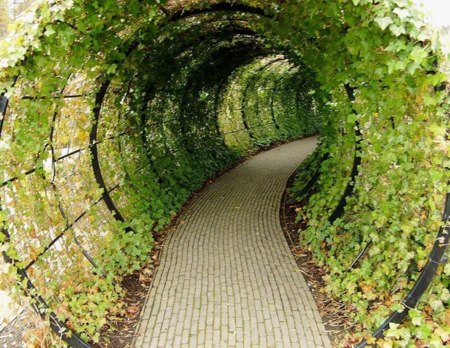 Берсо в ландшафтном дизайне