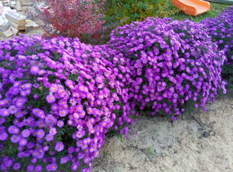 Астра многолетняя подушковидная