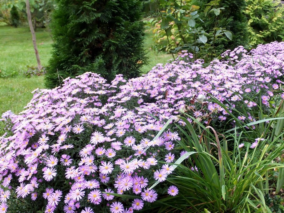 Астра кустарниковая на клумбе