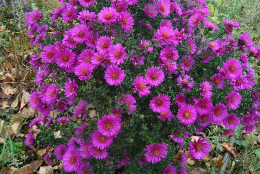 Aster dumosus Jenny