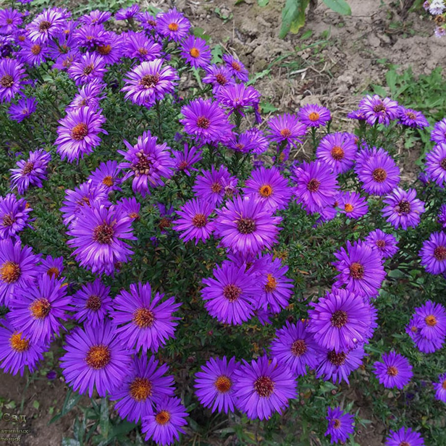 Астра кустарниковая