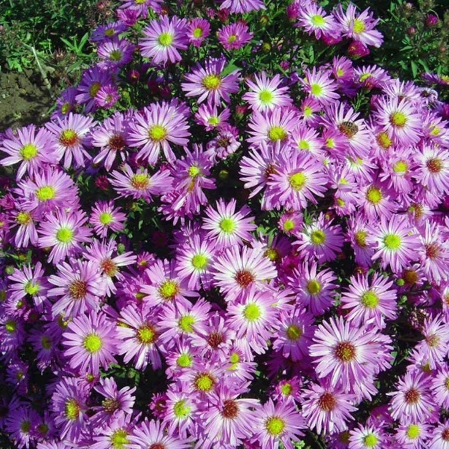 Астра кустарниковая многолетняя