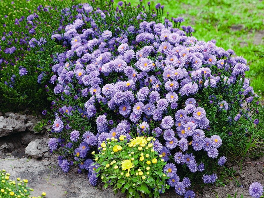 Новобельгийская Астра многолетняя