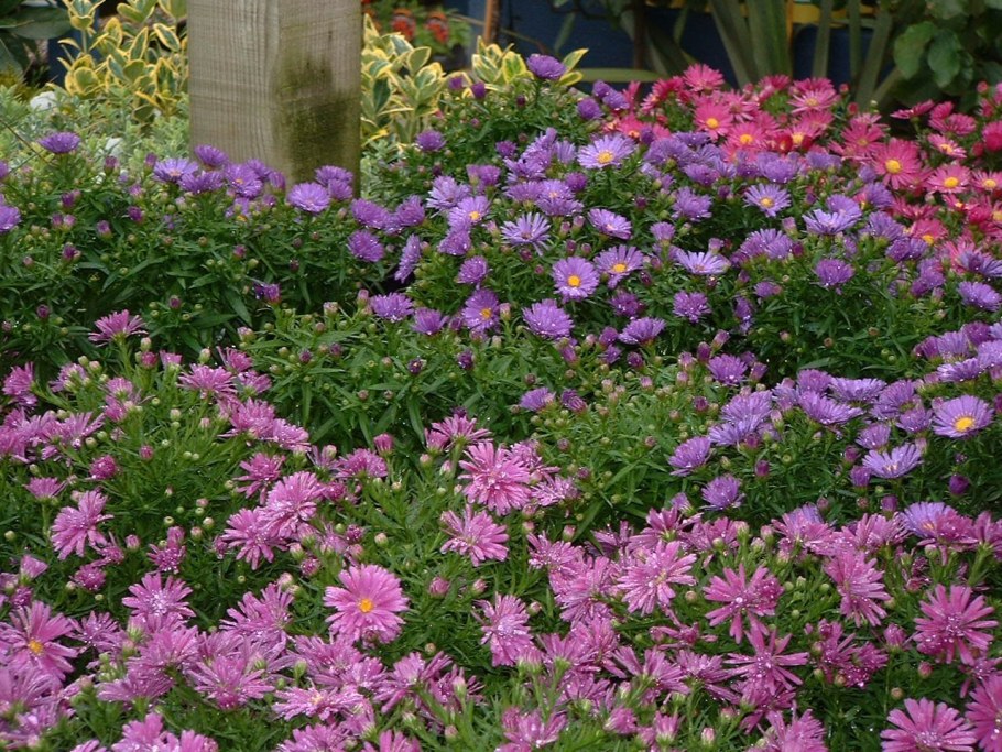 Астра шаровидная многолетняя