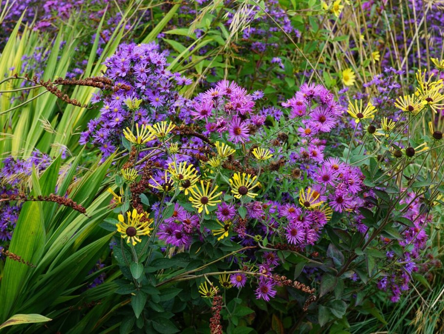 Астра итальянская Рудольф Гете