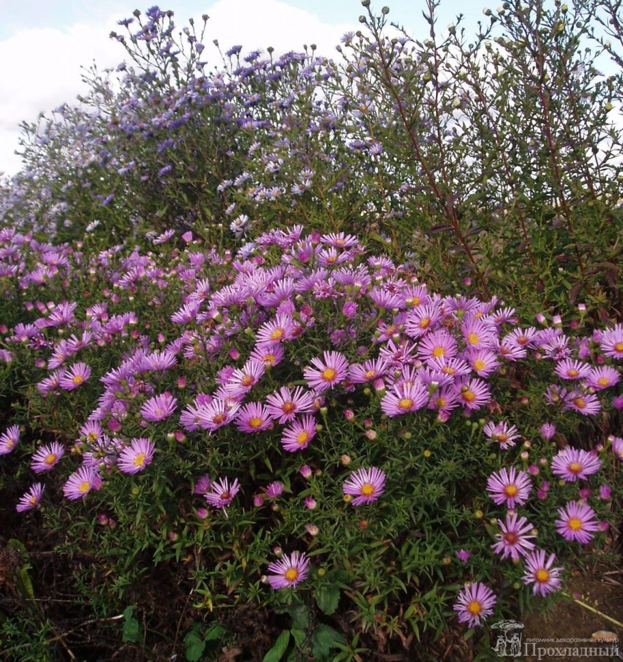 Астра кустарниковая (Aster dumosus &#96;Jenny&#96;)