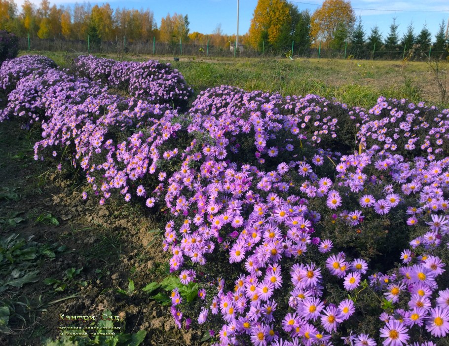 Астра кустарниковая многолетняя