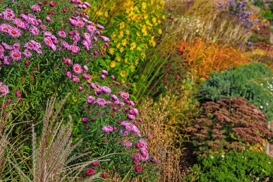 Астра кустарниковая на клумбе