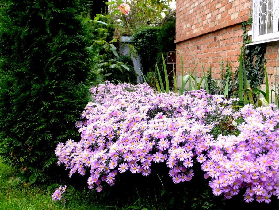 Астра кустарниковая Розенвихтель