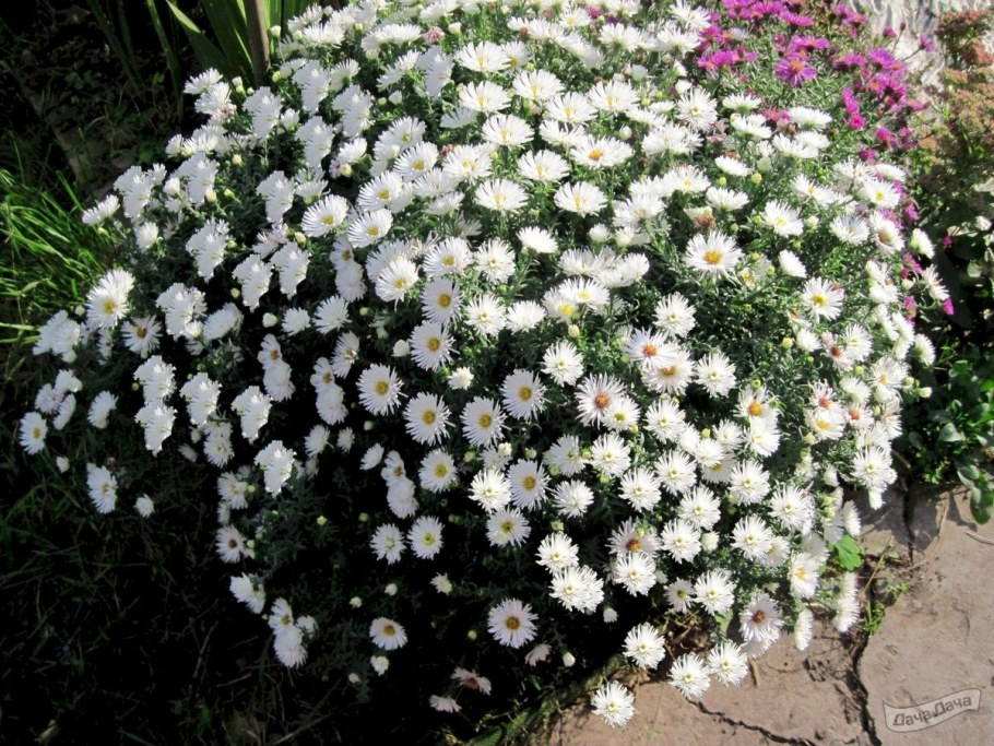 Астра китайская бамбина Вайт