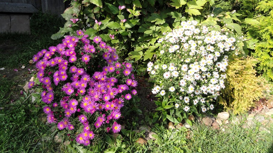 Астра кустовая Дженни