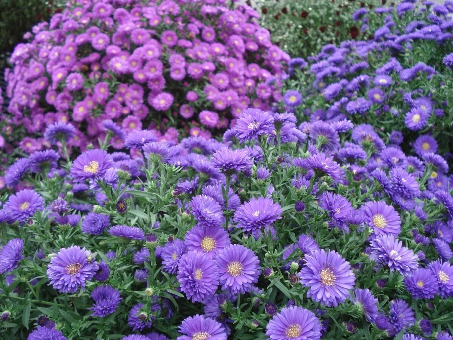 Астра кустарниковая Аннеке