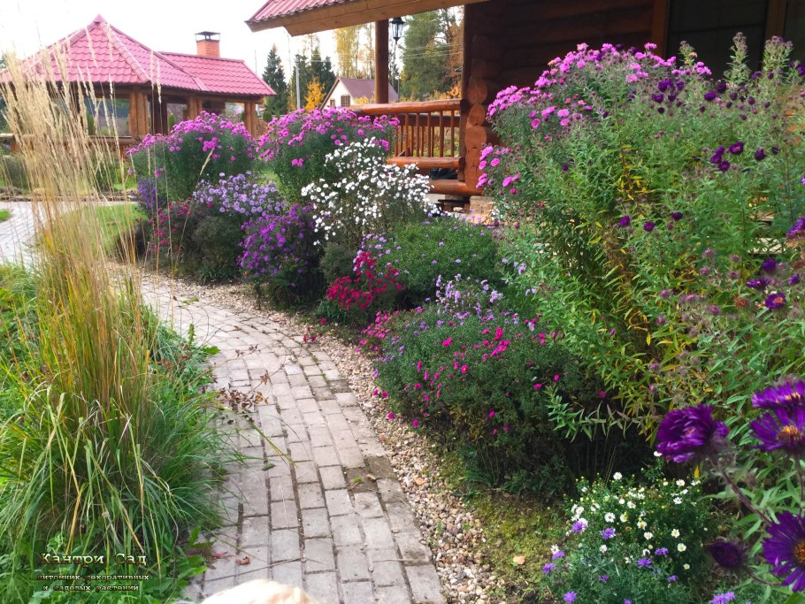 Астра кустарниковая в ландшафтном