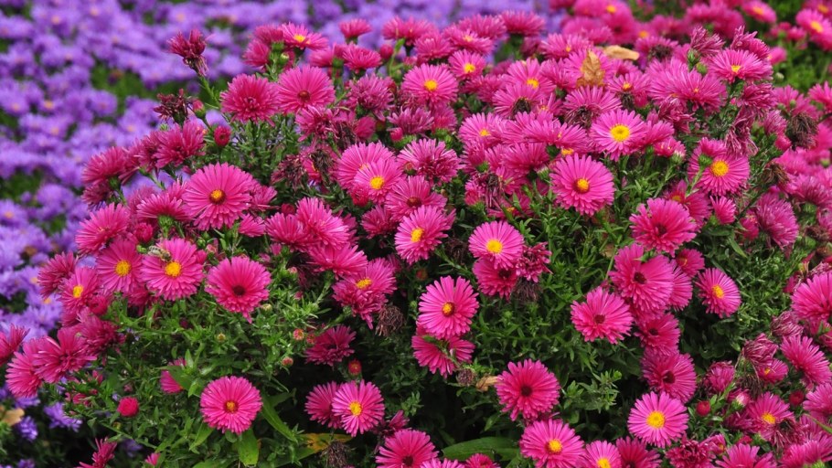 Сентябринка Дженни