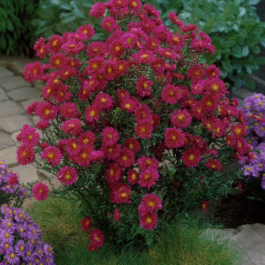 Астра новобельгийская Роял Руби