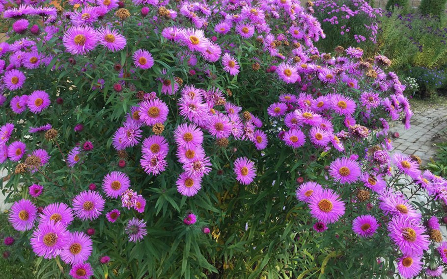 Новобельгийская Астра многолетняя