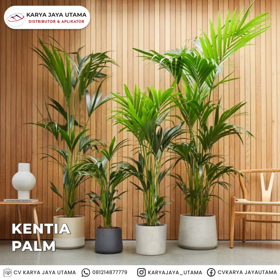 Ховея Кентия