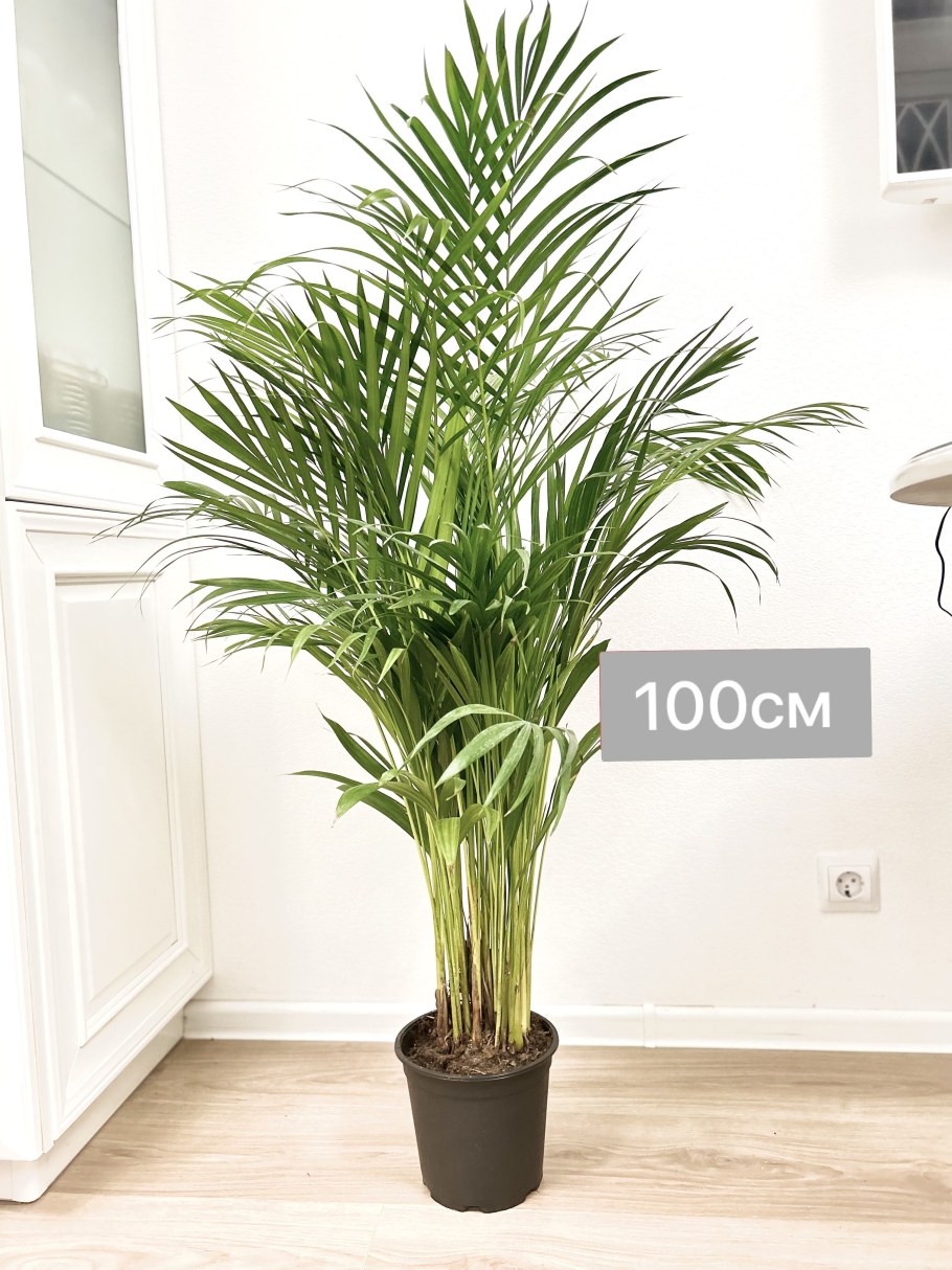 Ховея в интерьере гостиной