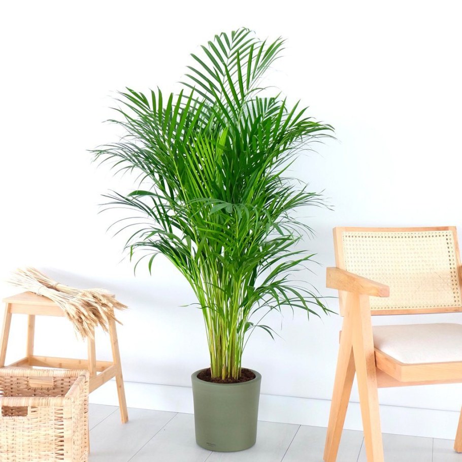 Арека Дипсис Пальма