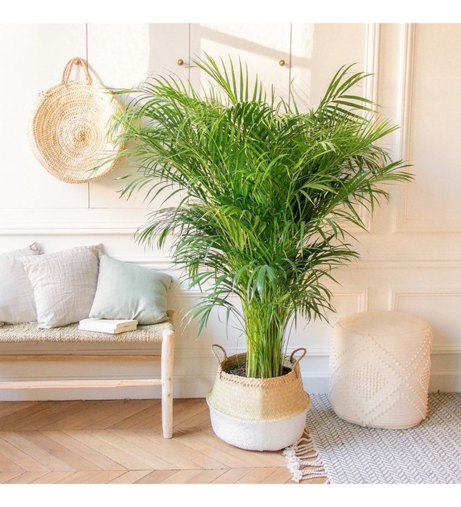 Арека Дипсис Пальма