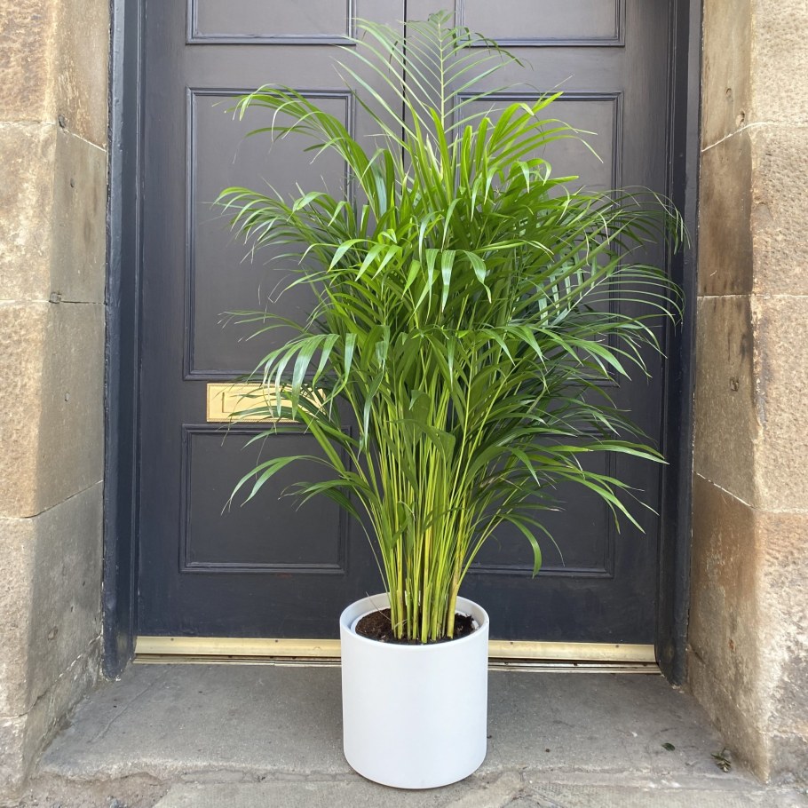 Пальма Арека Ховея Хризалидокарпус