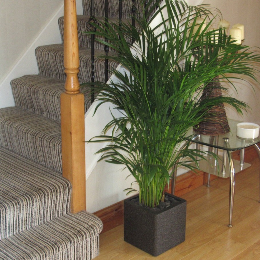 Арека Дипсис