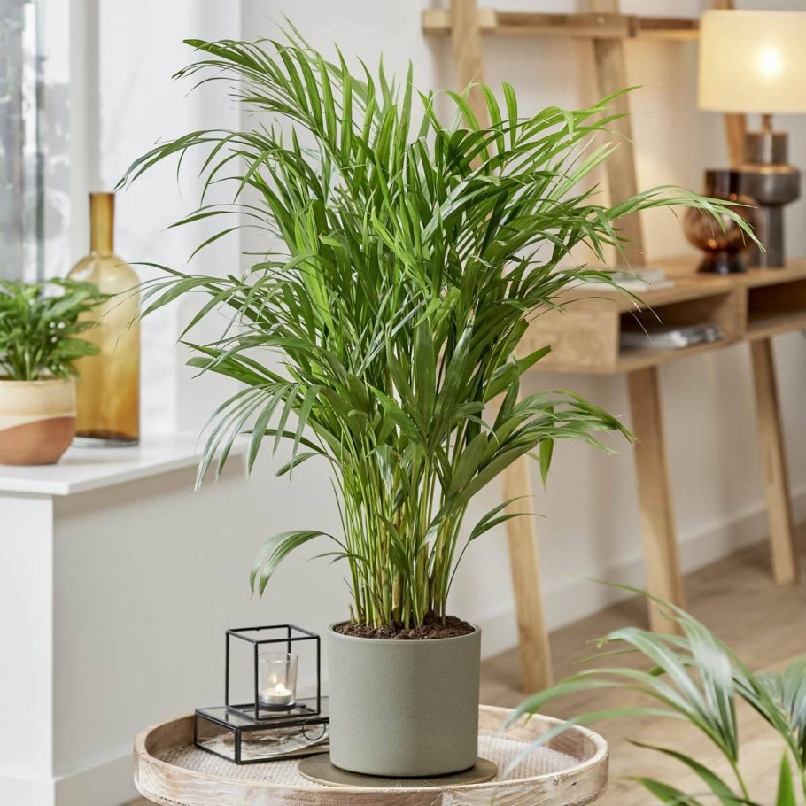 Арека Дипсис Пальма