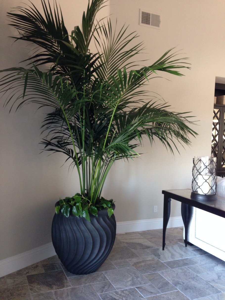 Ховея Хризалидокарпус