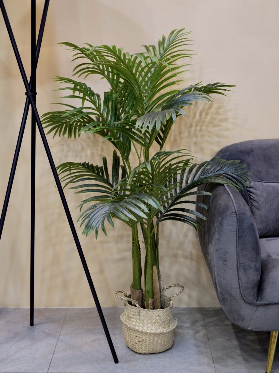 Дипсис фото