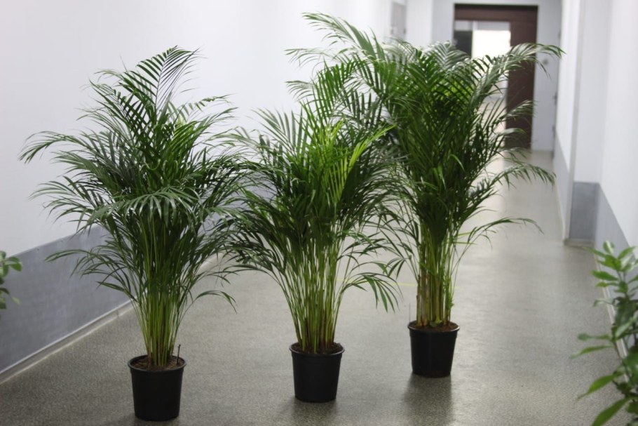 Пальма Арека Хризалидокарпус