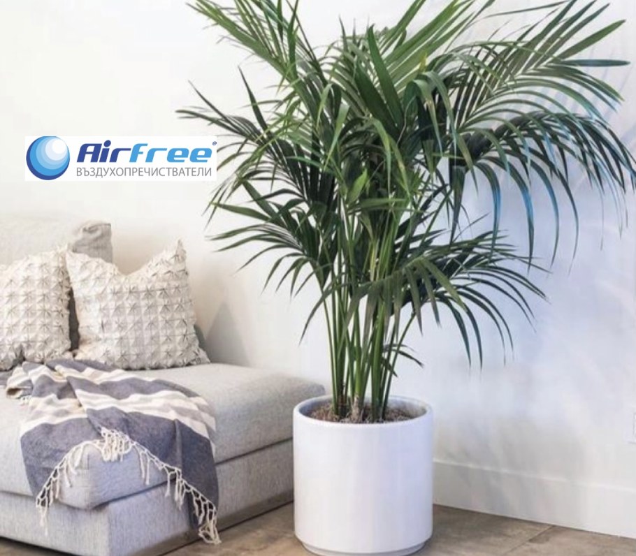 Драцена Ховея