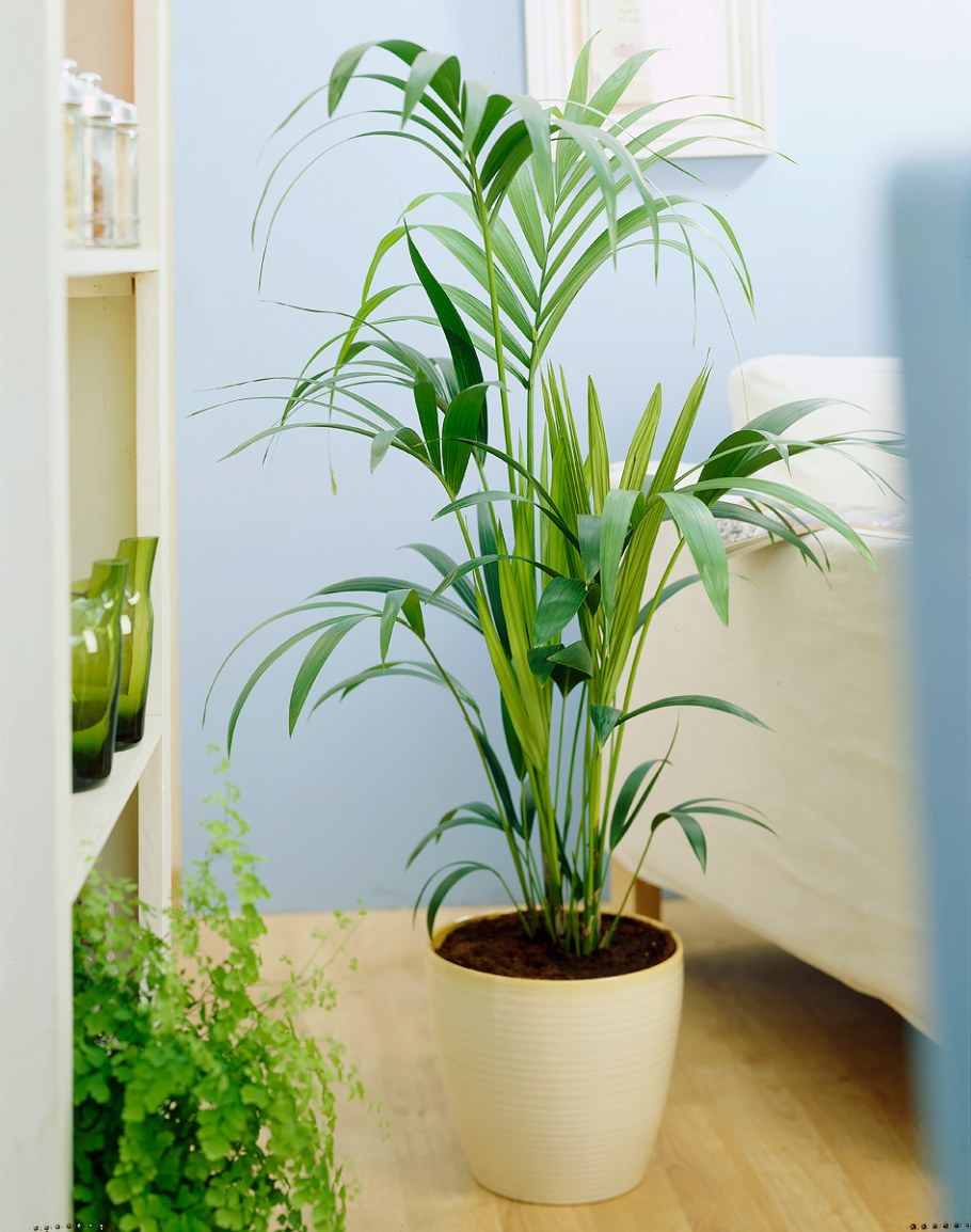 Ховея Бельмора