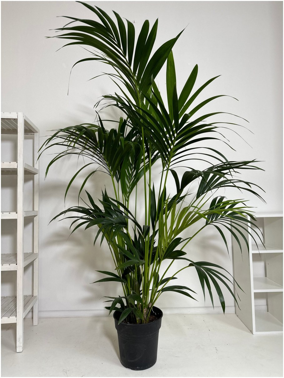 Ховея Кентия