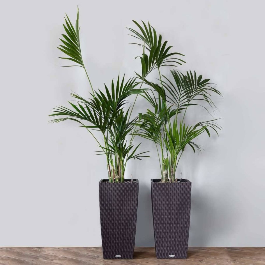 Дипсис Ховея