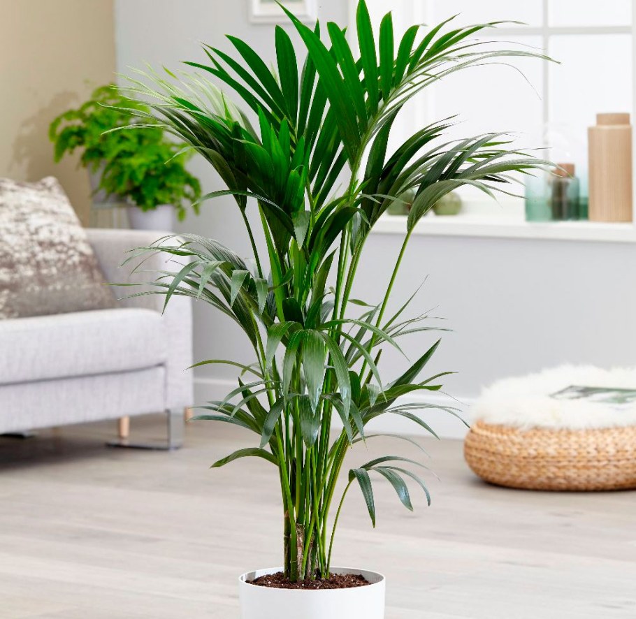 Ховея Кентия