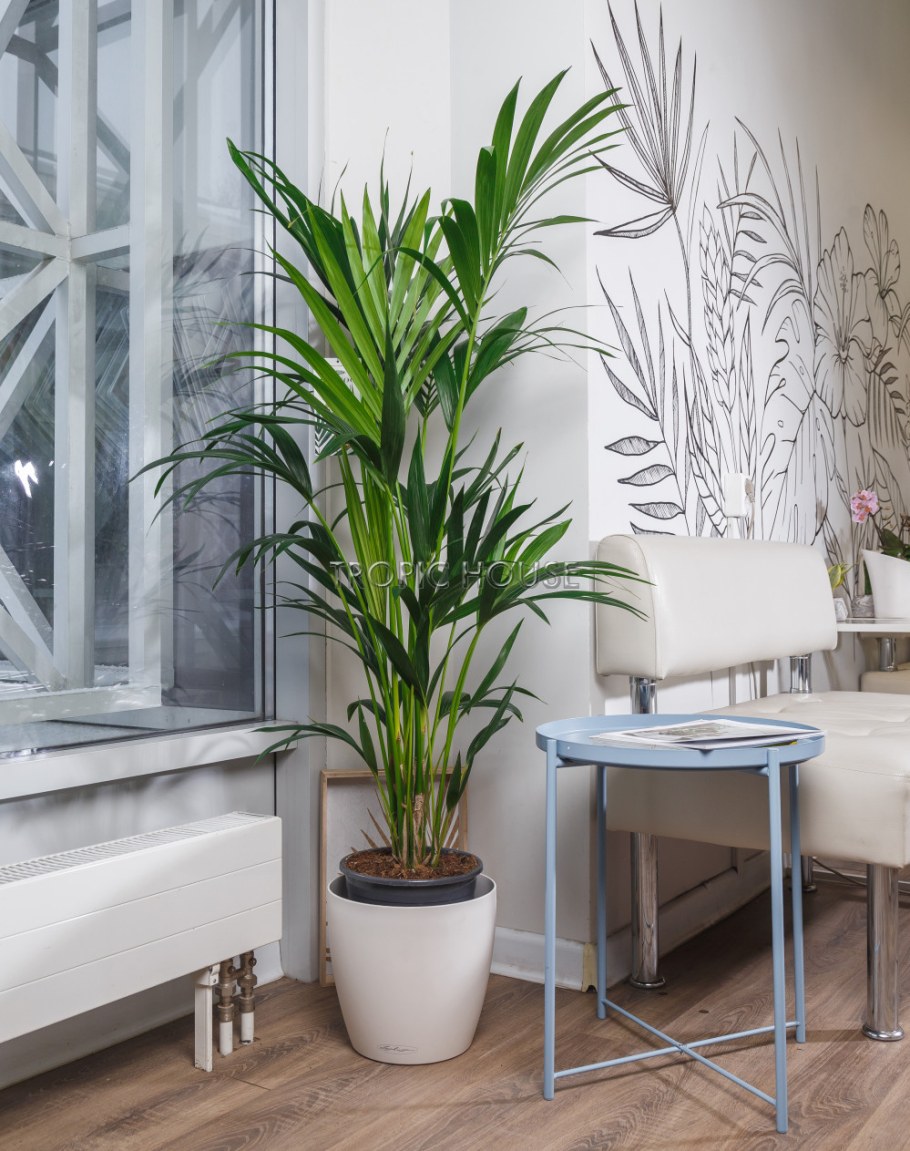 Пальма Ховея в интерьере