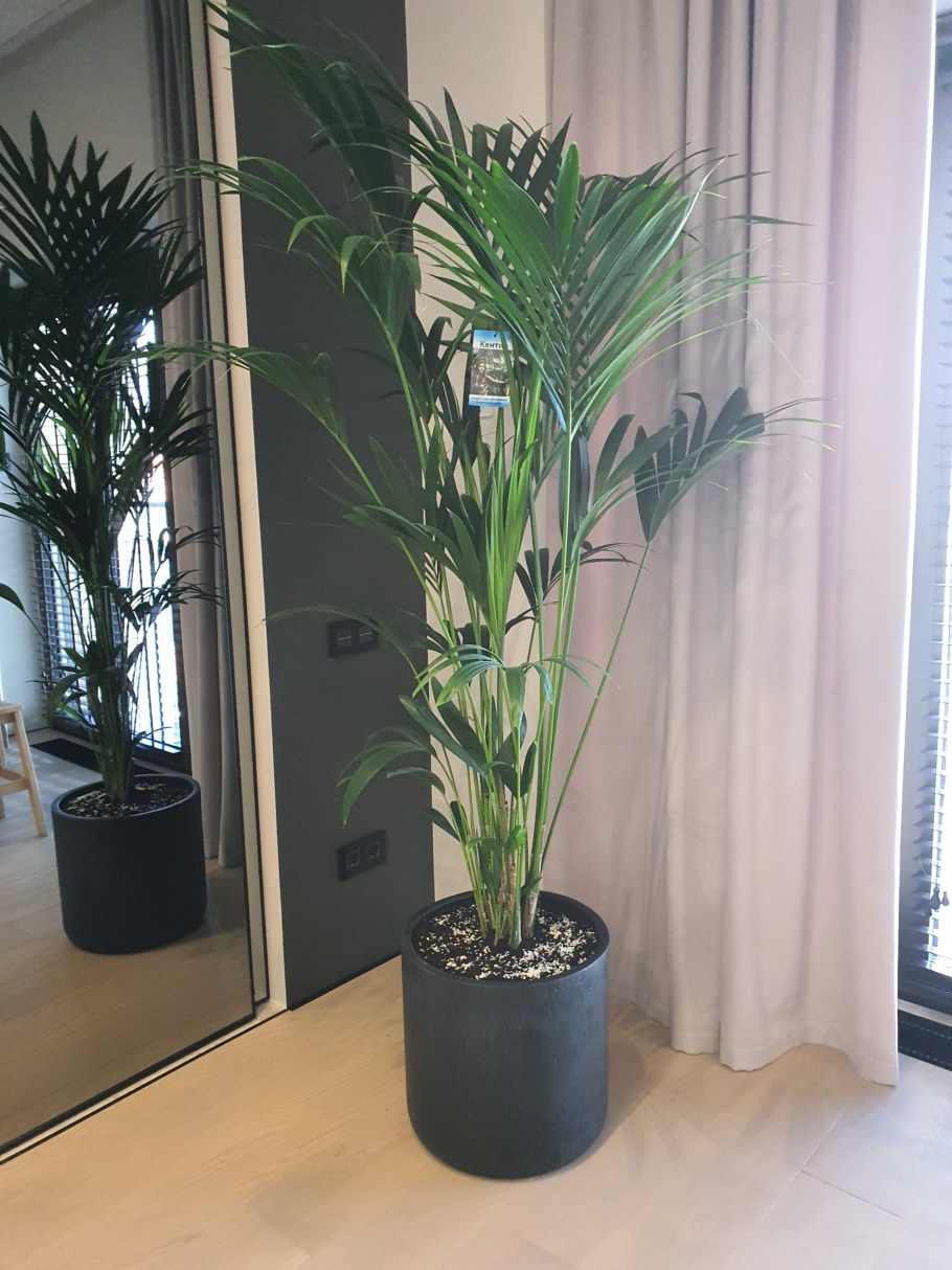 Пальма Ховея Форстериана