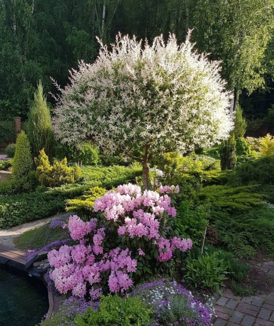 Ива Хакуро нишики в ландшафтном дизайне