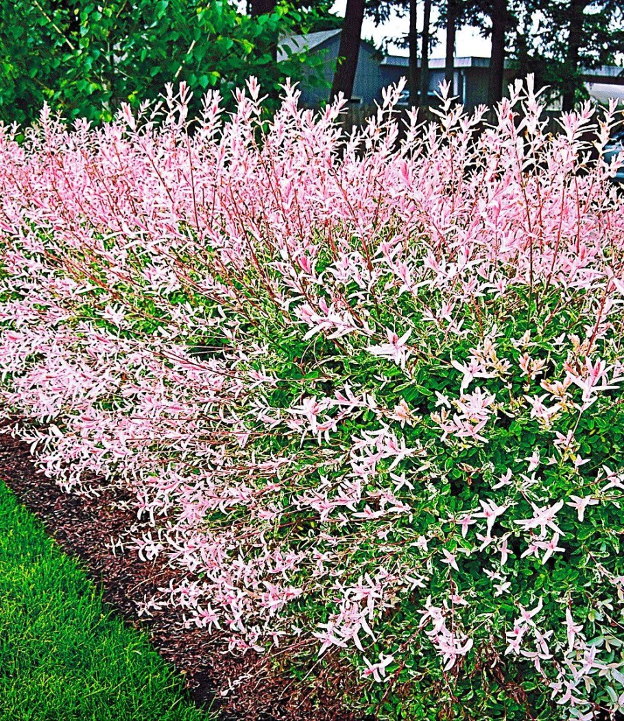 Ива цельнолистная японская "Хакуро-нишики"