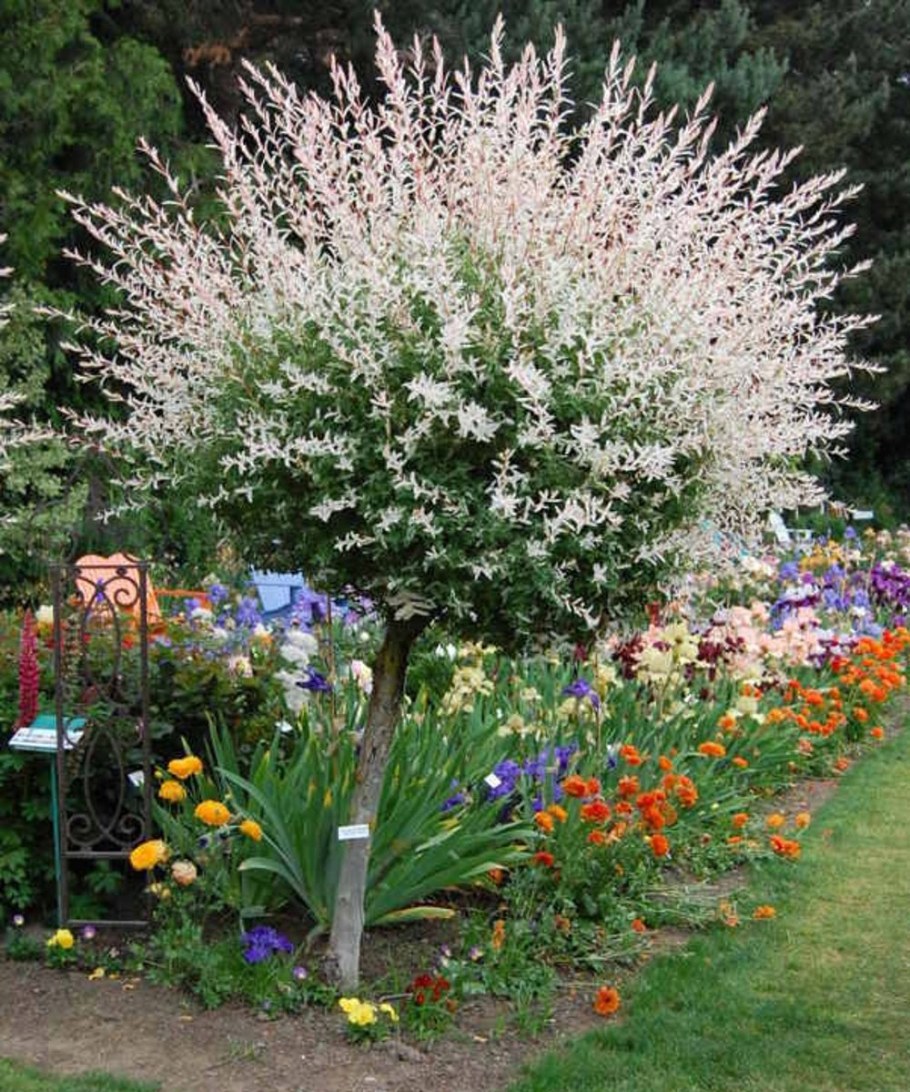 Японская Ива Хакуро нишики