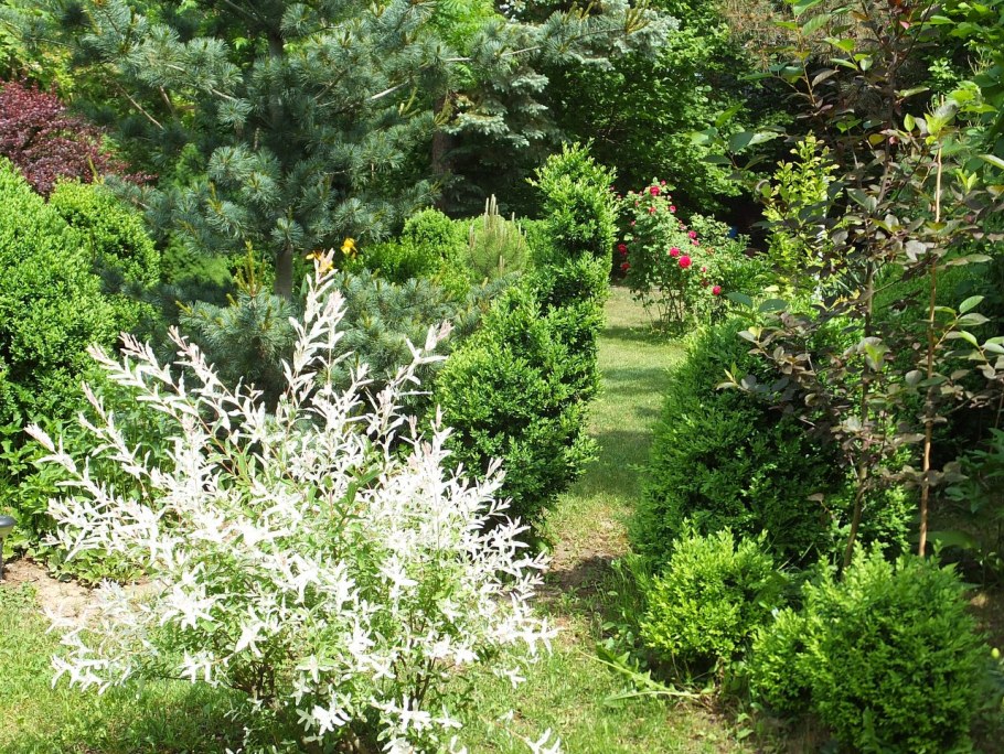 Японская Ива Хакуро нишики