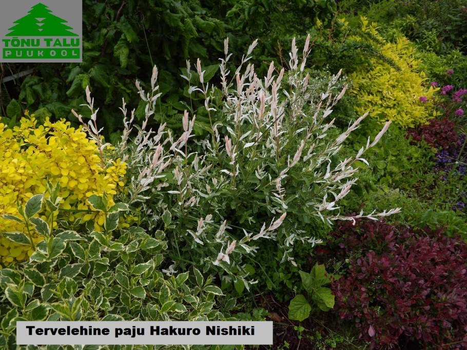 Ива Хакуро нишики кустовая