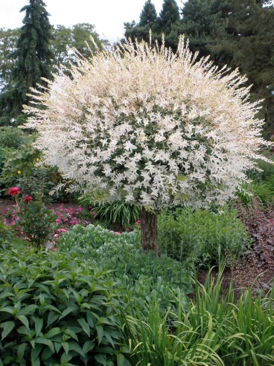 Ива японская Хакуро