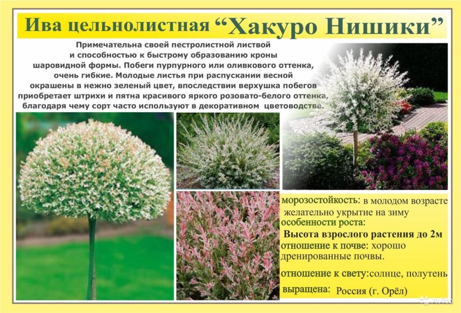 Кустарник Ива Хакуро нишики