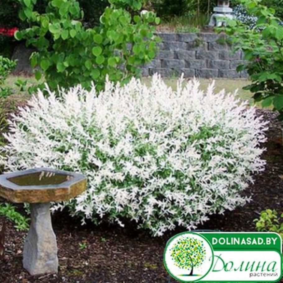 Ива Хакуро нишики