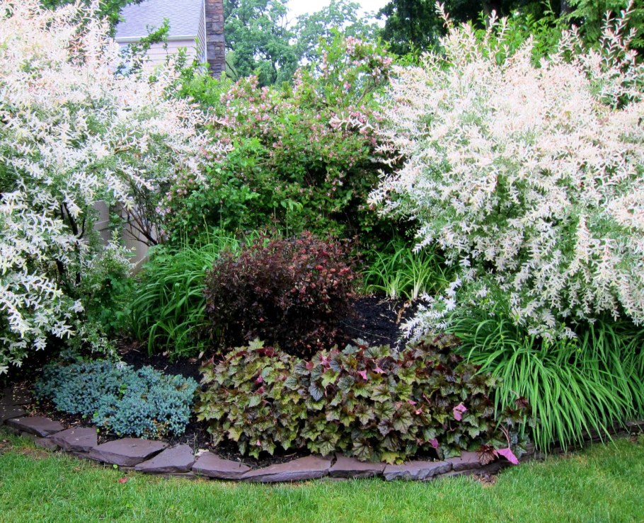 Хакуро нишики куст